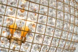 Dutch Style Kroonluchter Palazzo 63 cm - Goud - Glas